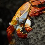 Najbolj slavne živali galapaškega otočja