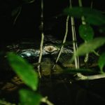 Nasveti za obisk amazonskega pragozda