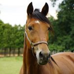 Ljutomer je biser Prlekije in pionirsko mesto številnih zgodovinskih dogodkov